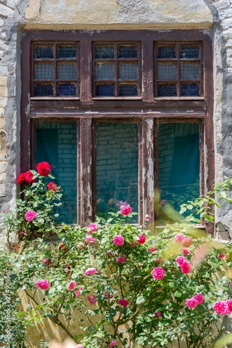 Fototapeta Naklejka Na Ścianę i Meble -  rose flowers bush near old house window