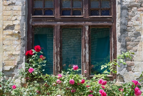 rose flowers bush near old house window