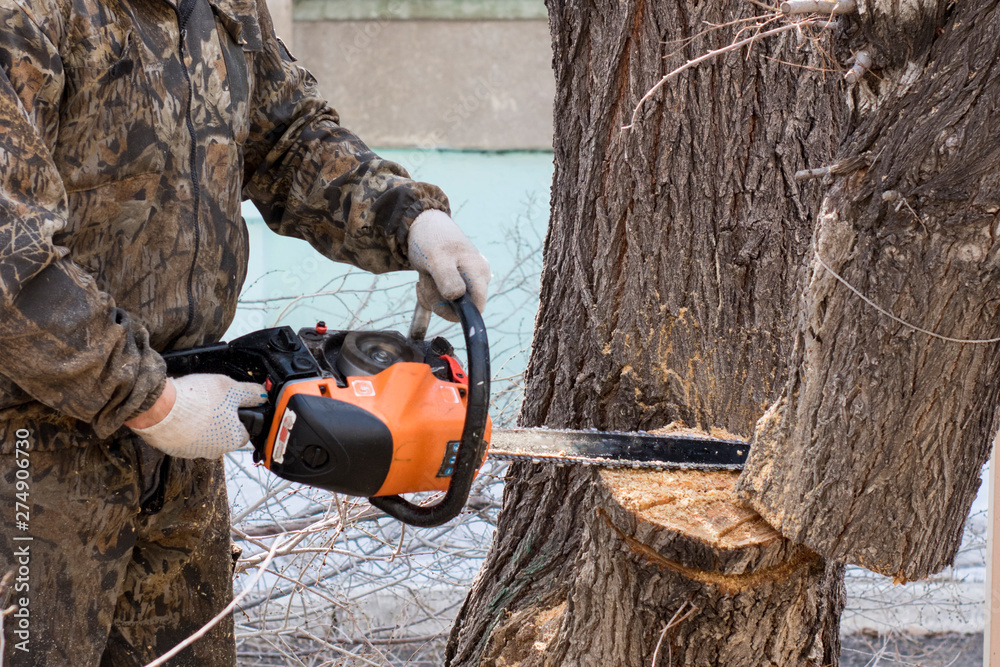 Roll trees chainsaw. Lumberjack. Man's work. Roll trees chainsaw. Lumberjack. Man's work.
