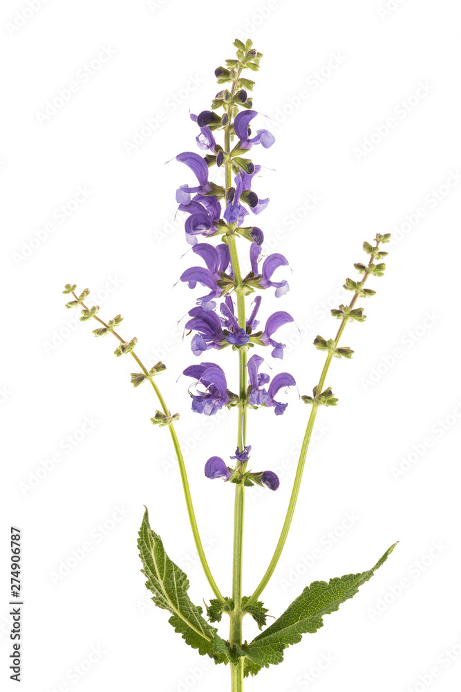 Obraz premium Meadow sage (Salvia pratensis)