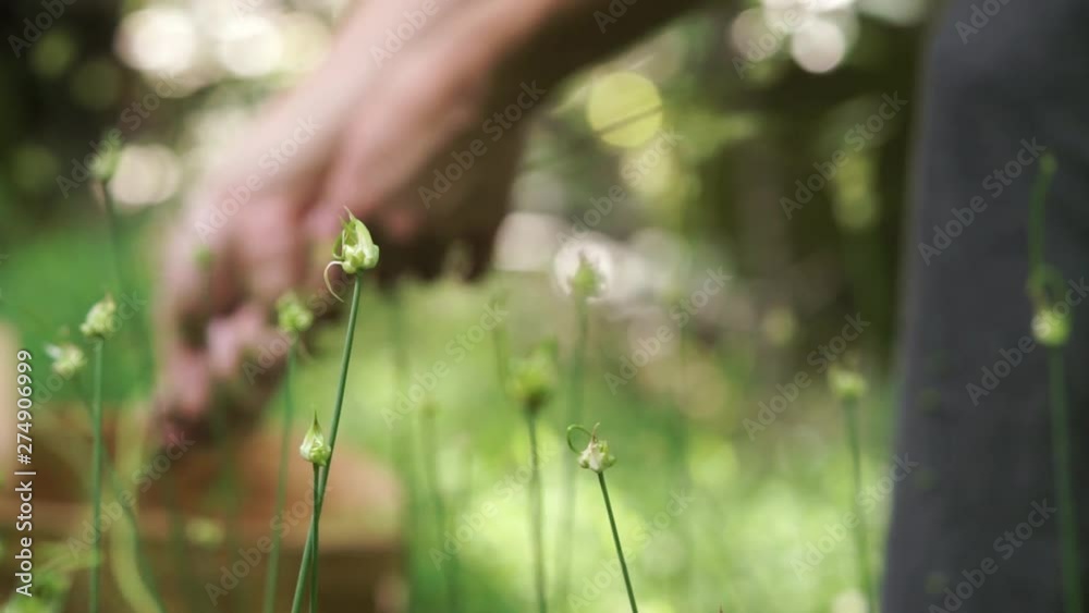 Close up of a wild onion/garlic patch and a young woman harvesting in the background with a chipwood basket. Slow motion. Close up of a wild onion/garlic patch and a young woman harvesting in the background with a chipwood basket. Slow motion.