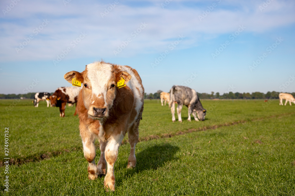 Cute cuddly calf walks forward in a meadow with other calves in the background and a blue sky and a faraway horizon.