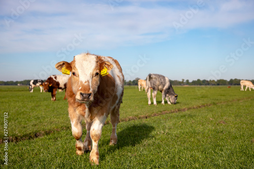 Cute cuddly calf walks forward in a meadow with other calves in the background and a blue sky and a faraway horizon. © Clara