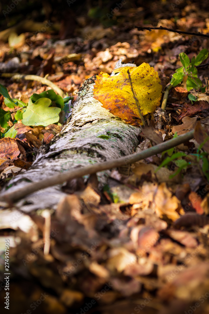 Obraz premium autumn leaves