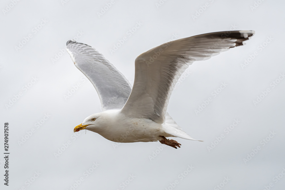 European herring gull (Larus argentatus) in flight against sky background European herring gull (Larus argentatus) in flight against sky background