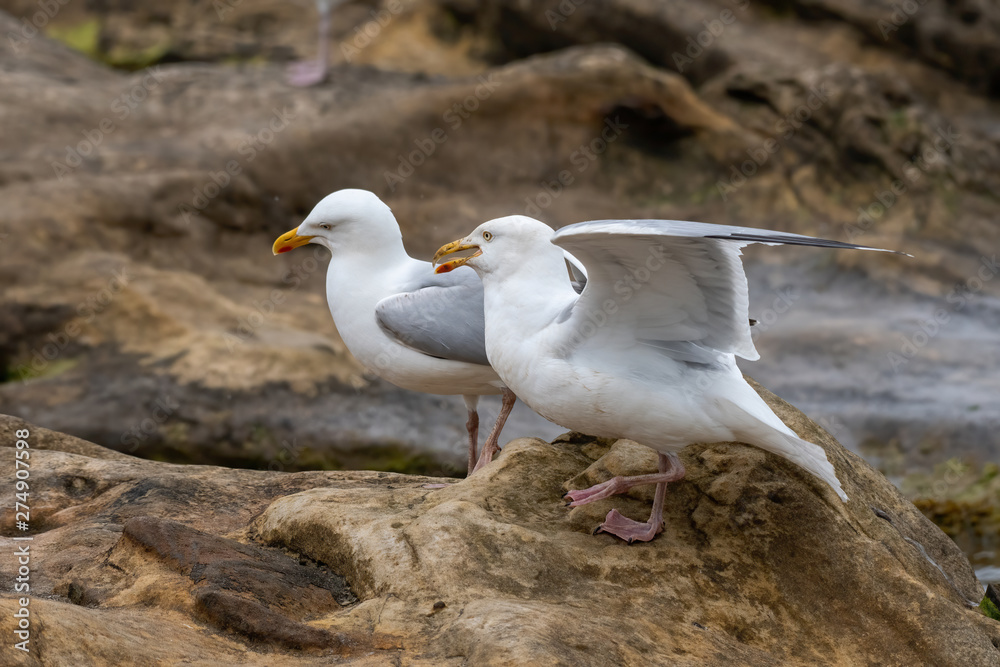 Close up view of European herring gull (Larus argentatus). Close up view of European herring gull (Larus argentatus).