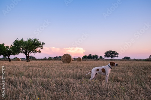 Fototapeta Naklejka Na Ścianę i Meble -  Amazing sunset over countryside with dog. Apulia region, Italy