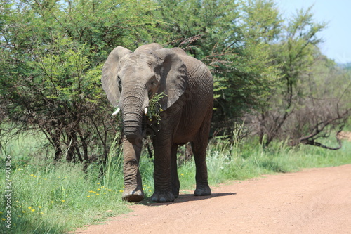 Elefant in S  dafrika