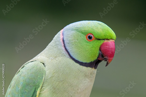 Fototapeta Closeup view of the green rose-ringed (Psittacula krameri) parakeet