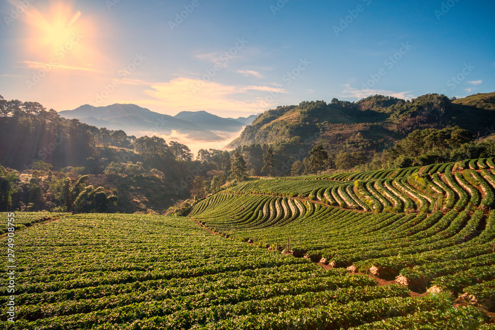 Doi Angkhang Landscape of Strawberry garden (Royal Agricultural Station) Angkhang Chiangmai Thailand.