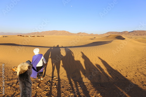 Obraz na płótnie Camel caravan in Sahara desert, Morocco w salonie