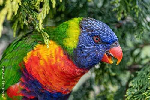 Close up of Multicolored Rainbow Lorikeet parrot Trichoglossus haematodus.