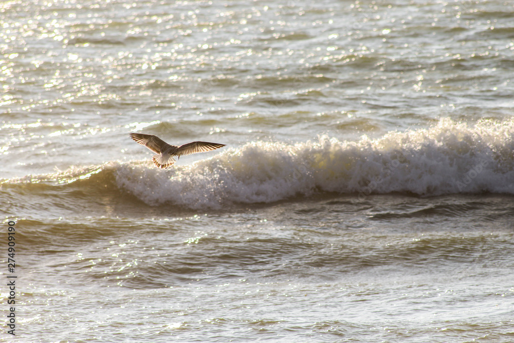 Obraz premium vague et mouette