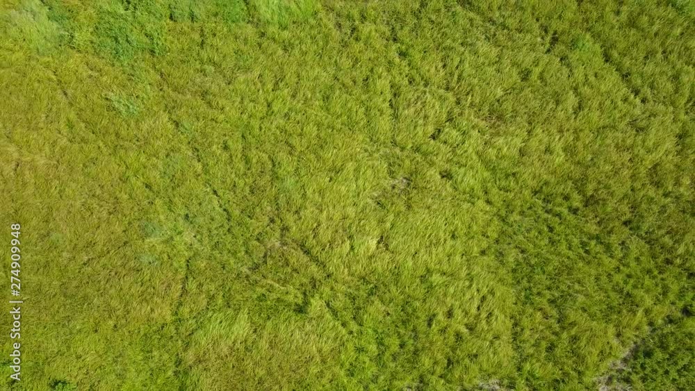 green field of grass by the lake. downward view while going upward. aerial(drone) footage. v01