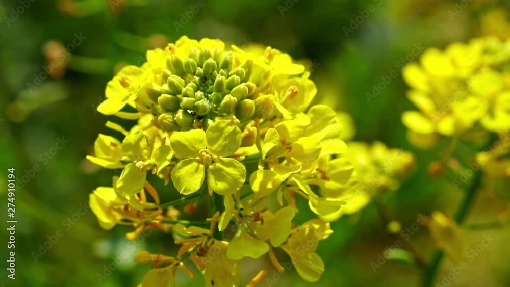 black mustard flowers in a natural landscape, close up black mustard flowers in a natural landscape, close up
