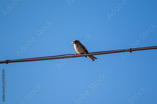 Uccello su un filo © Gianluca