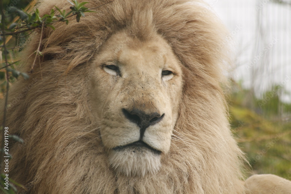 portrait of a lion