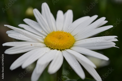 white daisy