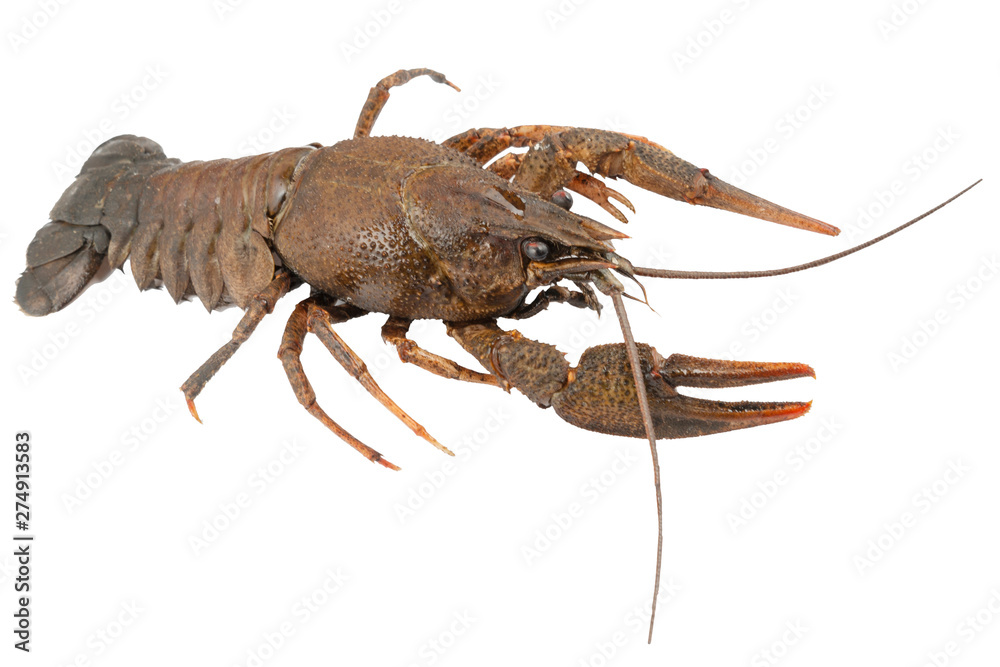 River crayfish or lobster isolated on white. River crayfish or lobster isolated on white.