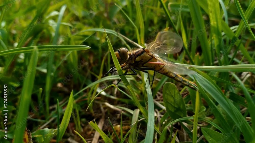 Idle dragonfly prey meal insect on a windy grass strand, close up shot Idle dragonfly prey meal insect on a windy grass strand, close up shot