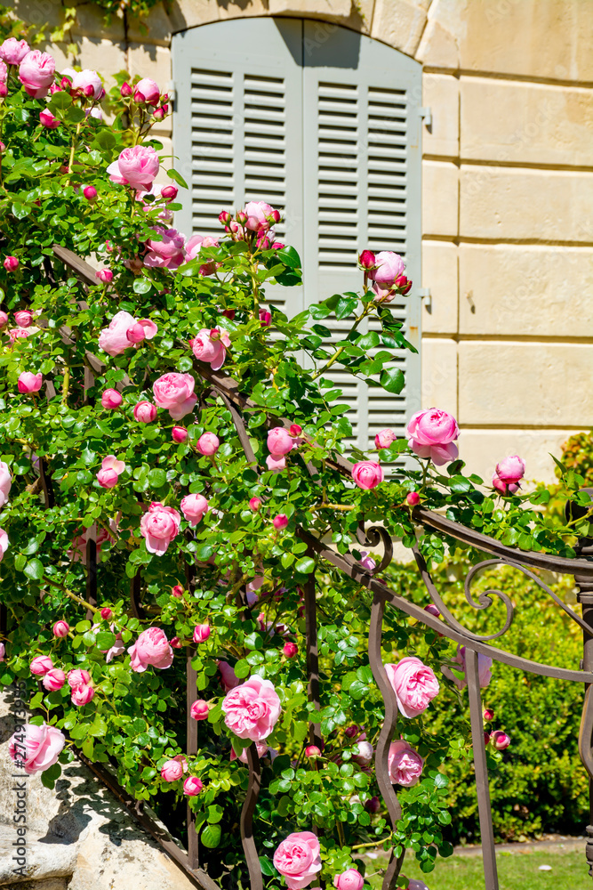 Blossom of pink rose flowers growing in castle garden in Provence, France