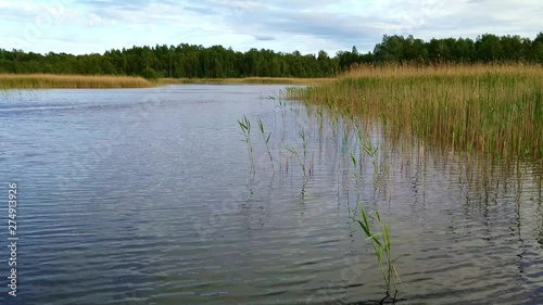 Cultivation of water Juncaceae flowering plants at Lake Kanieris, medium shot photo