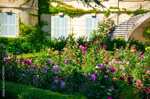 Blossom of colorful roses plants growing in castle garden in Provence, France © barmalini