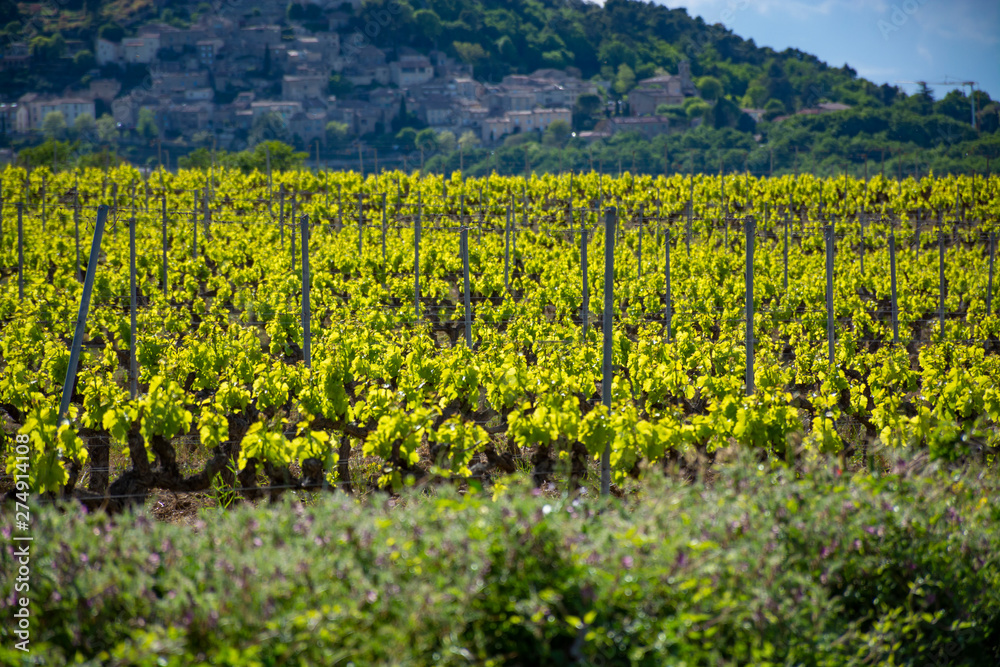 Production of rose, red and white wine near small town Lacoste in Provence, South of France, vineyard in early summer