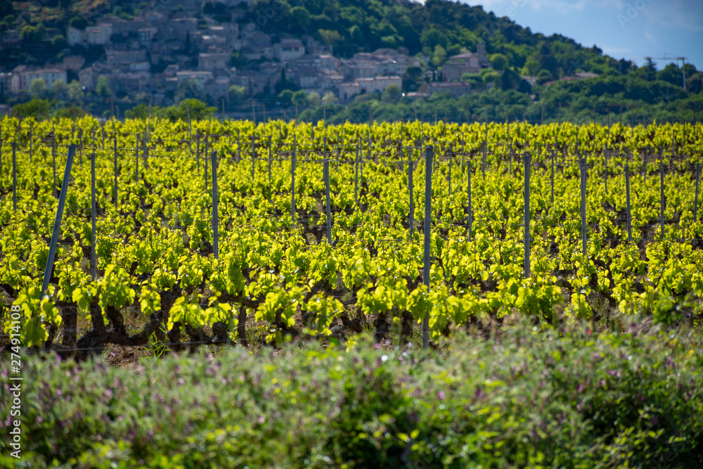 Production of rose, red and white wine near small town Lacoste in Provence, South of France, vineyard in early summer Production of rose, red and white wine near small town Lacoste in Provence, South of France, vineyard in early summer