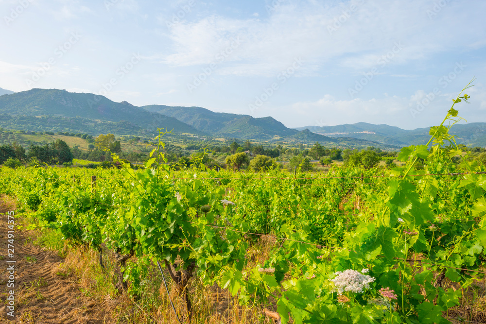 Green vineyards in the hills of the island of Sardinia in sunlight in spring
