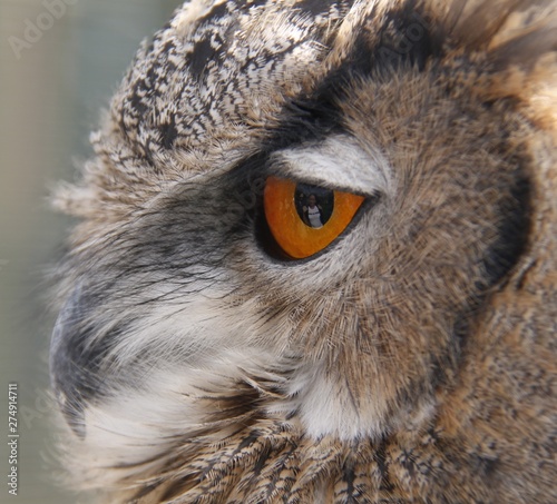 owl eye close up