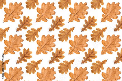 Pattern of autumn leaves of oak  on white background.