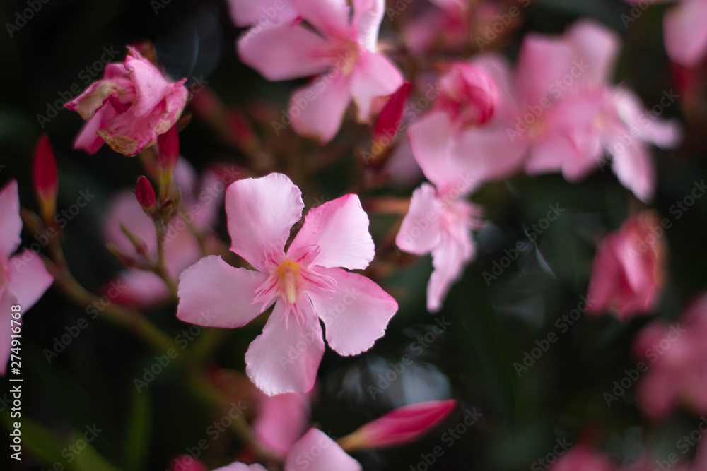 Nice pink flowers Nice pink flowers