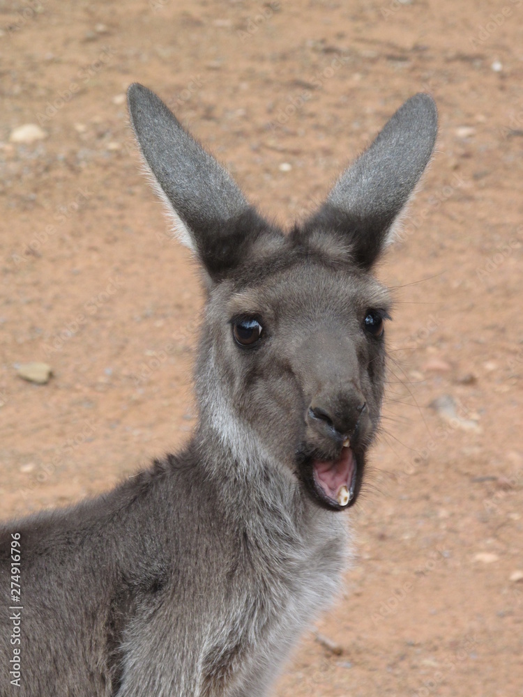 Fototapeta premium vorlautes Känguruh