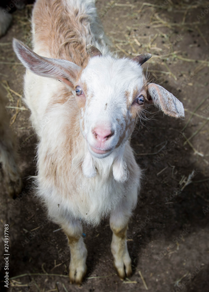 Portrait of a beautiful cute baby goat on the farm, livestock Portrait of a beautiful cute baby goat on the farm, livestock