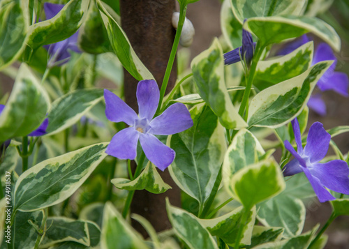Close-up of beautiful small purple flowers of vinca (vinca minor) or small periwinkle, decoration of garden among green grass. Nature scene, details, selective focus