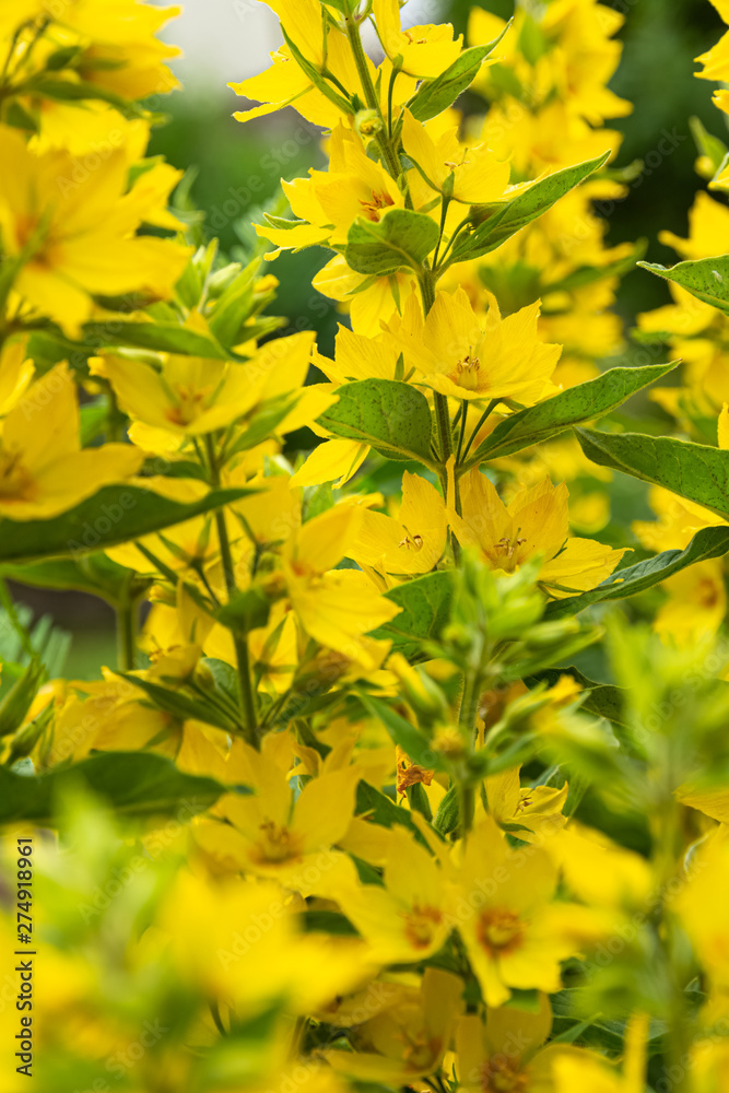 Spikes of bright yellow summer flowers