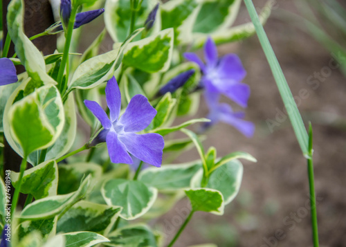 Close-up of beautiful small purple flowers of vinca (vinca minor) or small periwinkle, decoration of garden among green grass. Nature scene, details, selective focus