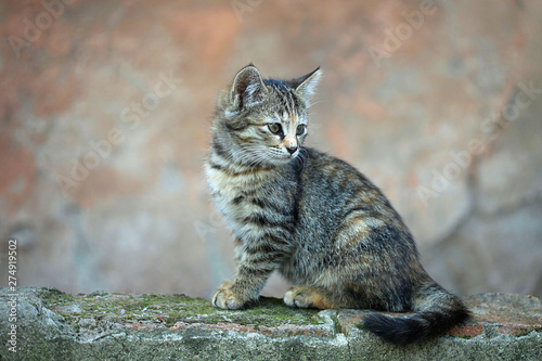 Portrait of fluffy striped cat © olena