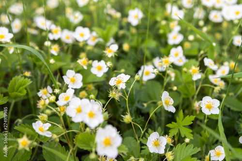 White strawberry flowers. Fragaria viridis. Strawberries growing in a meadow in the grass in the wild.