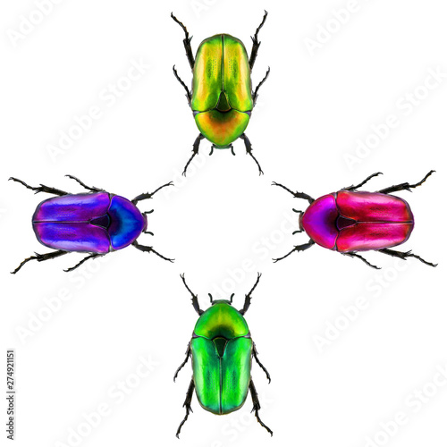 Beetles. Pattern design with flower chafers beetles (Coleoptera: Scarabaeidae). Isolated on a white background