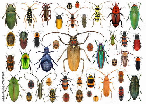 Beetles (Coleoptera) Fototapet