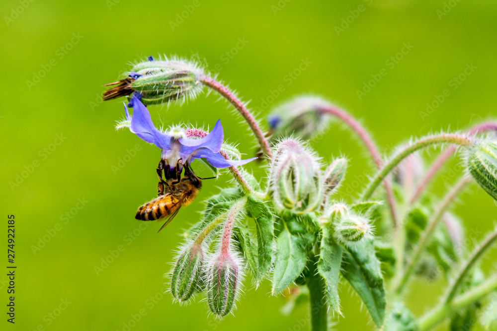 Honey Bee Gathering Pollen from a Borage Flower Honey Bee Gathering Pollen from a Borage Flower
