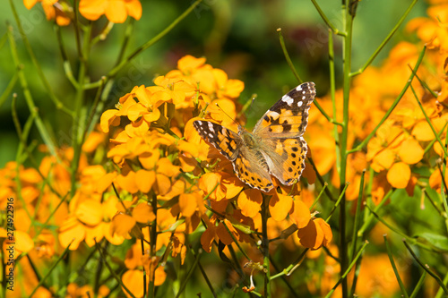 Photography Painted Lady butterfly on Wallflower blossoms