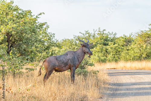 Tsessebe cow standing next to a gravel road