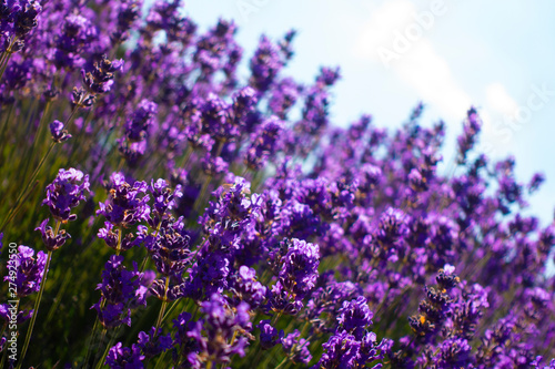 Lavender plantation field during summer time in Valensole, Provence, France.