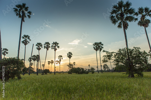 Rice fields with palm sugar palm trees and sun light at Pathum Thani  Thailand