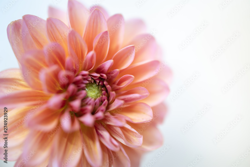 Close up of beautiful orange pink yellow flower with copy space for text using as background natural plants landscape, ecology wallpaper concept. Close up of beautiful orange pink yellow flower with copy space for text using as background natural plants landscape, ecology wallpaper concept.