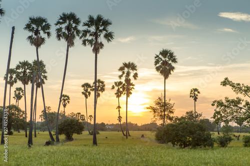 Rice fields with palm sugar palm trees and sun light at Pathum Thani, Thailand