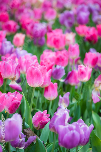 Pink and ourple tulip flowers meadow  tulip spring nature background